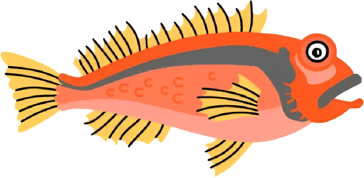 Fish